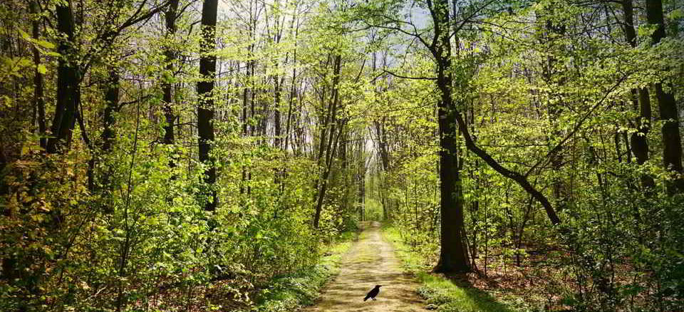 sentiero bosco