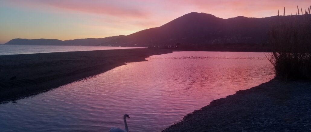 cigni alla foce del fiume Centa ad Albenga