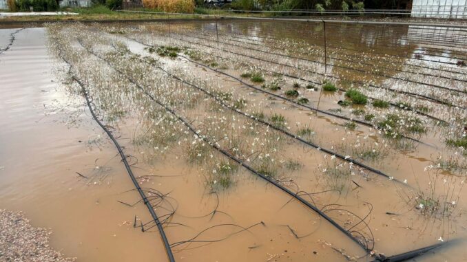 maltempo danni aziende agricole piana di Albenga